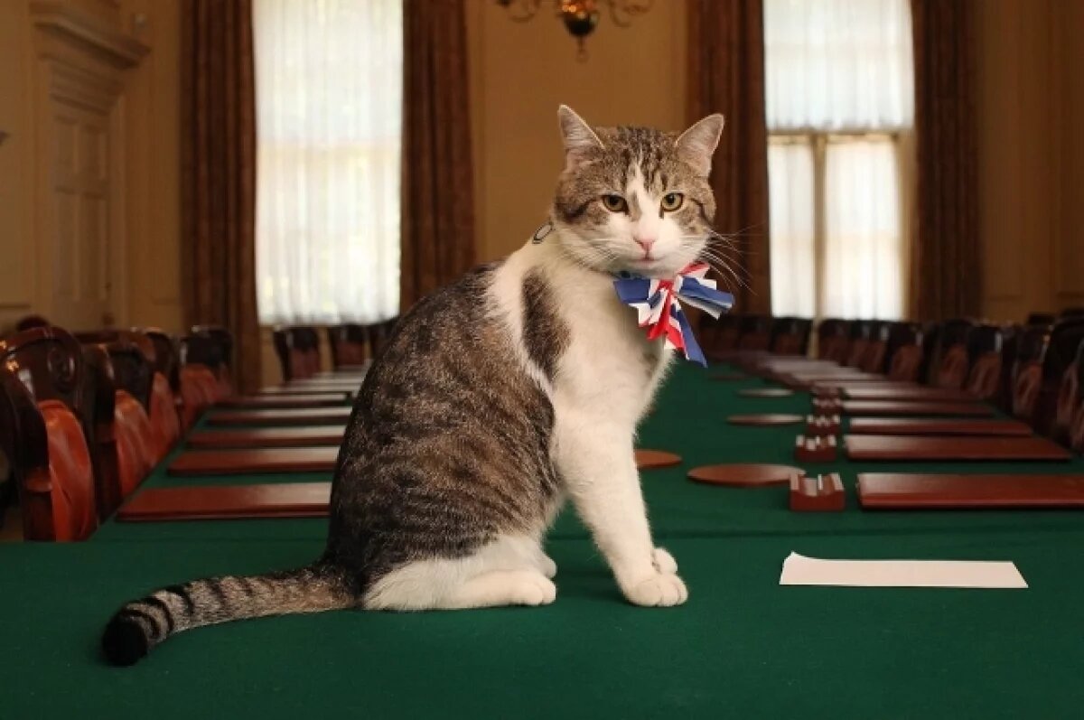    Запах смерти: в бегстве кота Ларри увидели зловещий знак для Зеленского