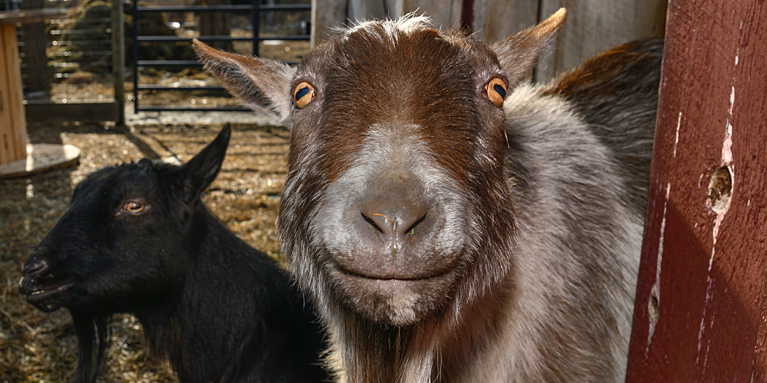 Почему с некоторыми козлами сложно найти общий язык и договориться