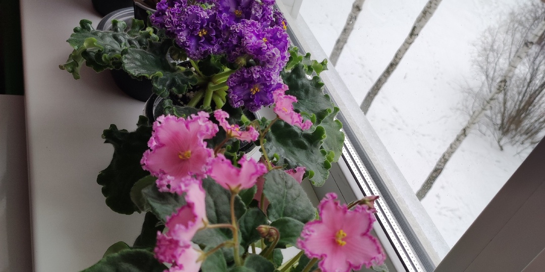 Фиалки на подоконнике. Как ухаживать зимой?