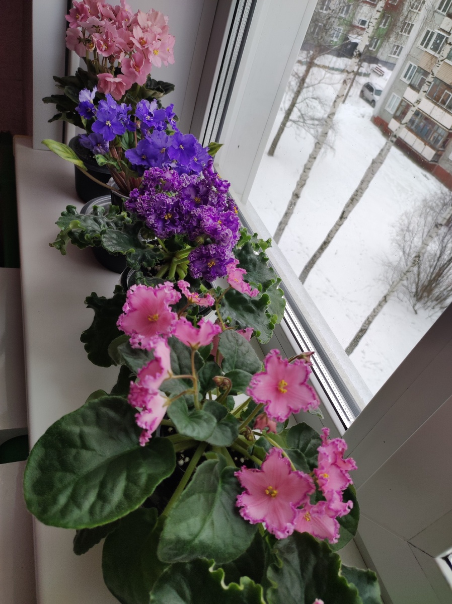 Мои фиалки зимой.