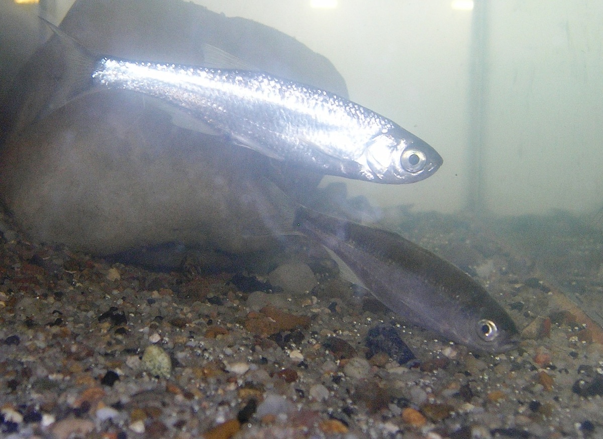 Уклейки в аквариуме