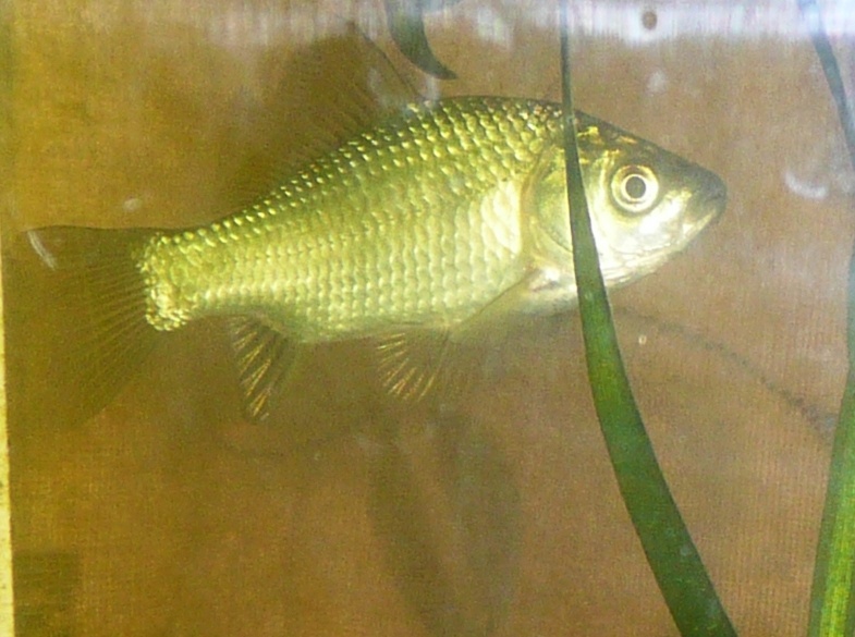 Карась в аквариуме