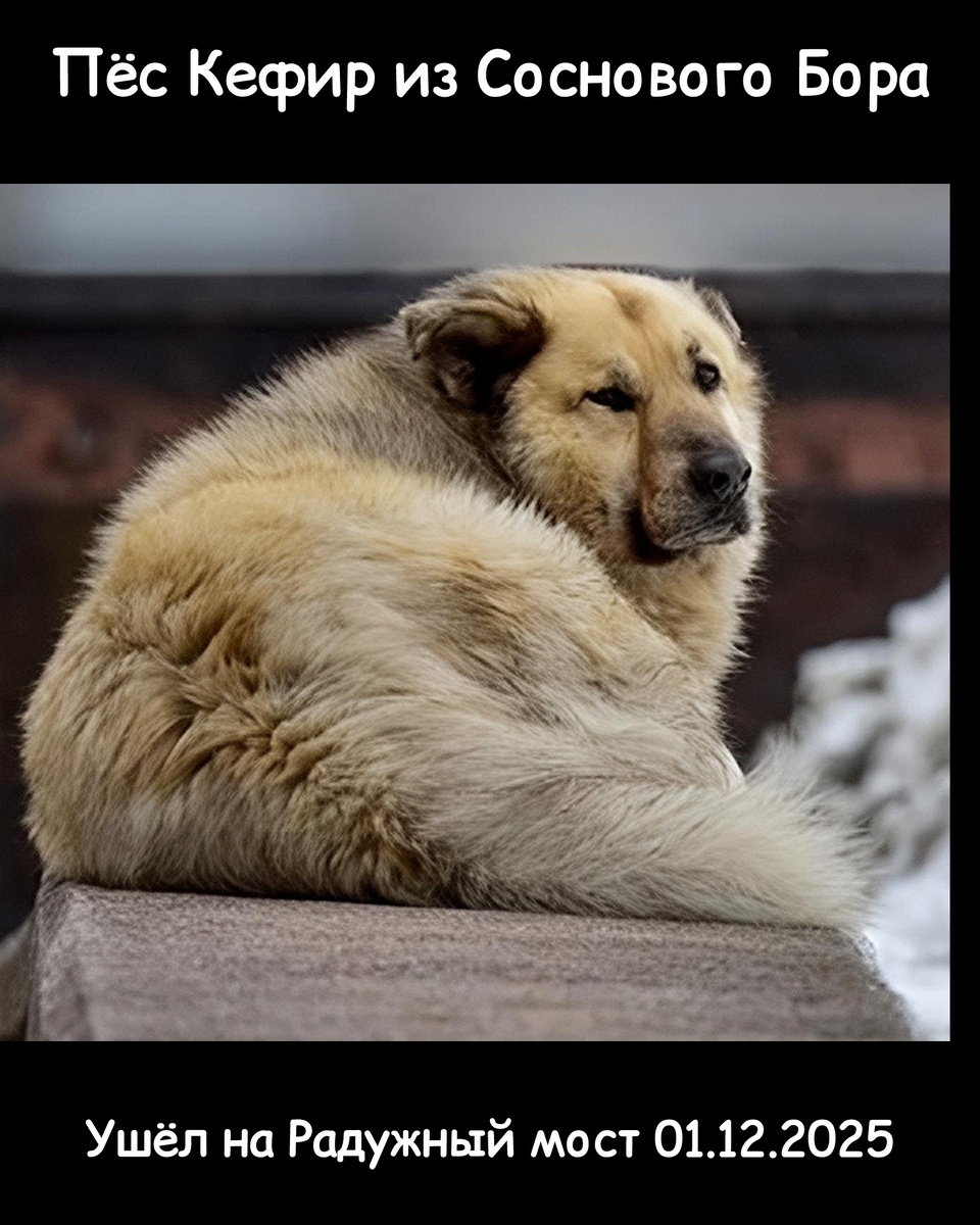 Кефир из Соснового Бора