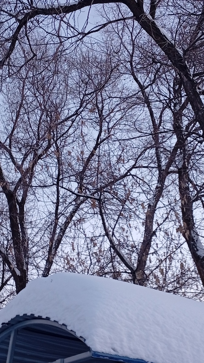 Где- то тут должна была быть белка. По крайней мере я белку запечатлеть пыталась на остановке.  Лично я белку на фото не нашла. 