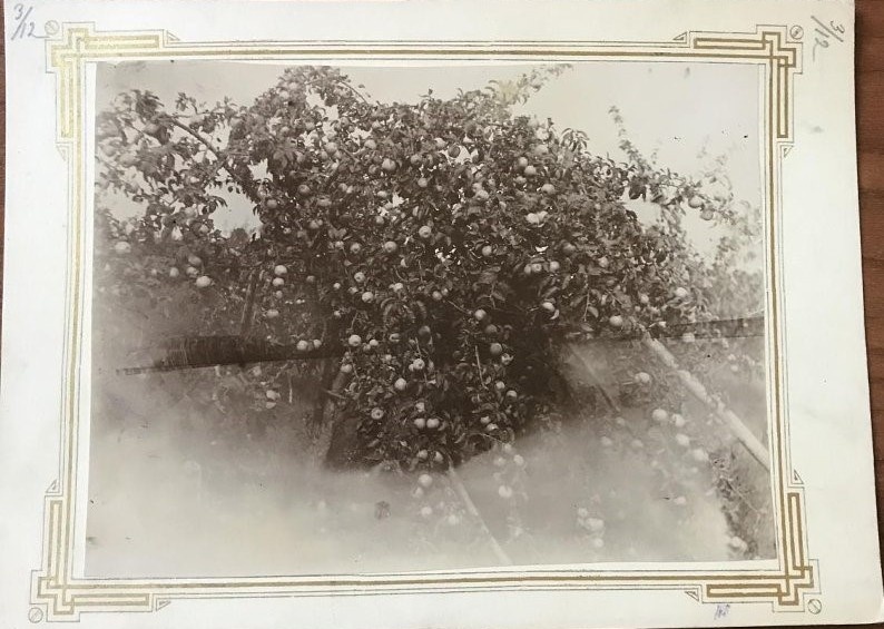 Фото С.А. Толстой. Яблоня с плодами в саду усадьбы Ясная Поляна.
Период создания:1897 г. Номер в Госкаталоге: 23616525 