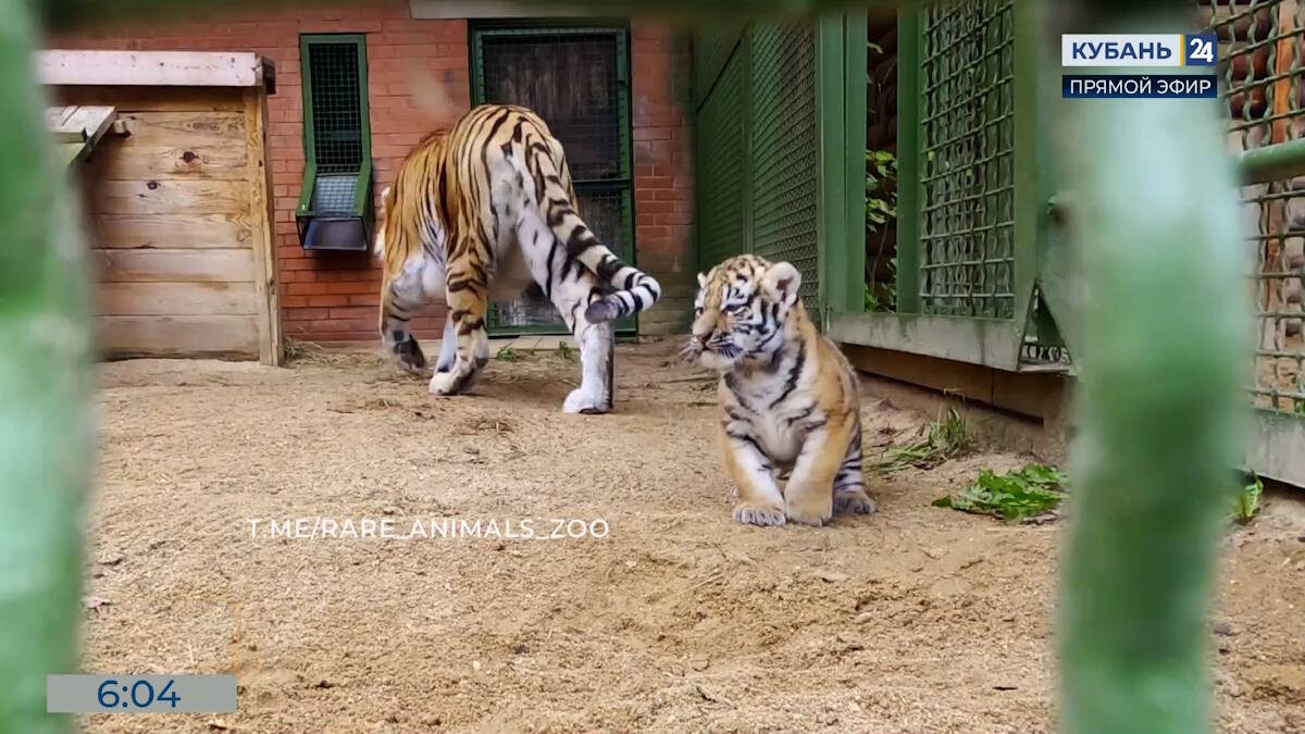    Скриншот видео телеканала «Кубань 24»