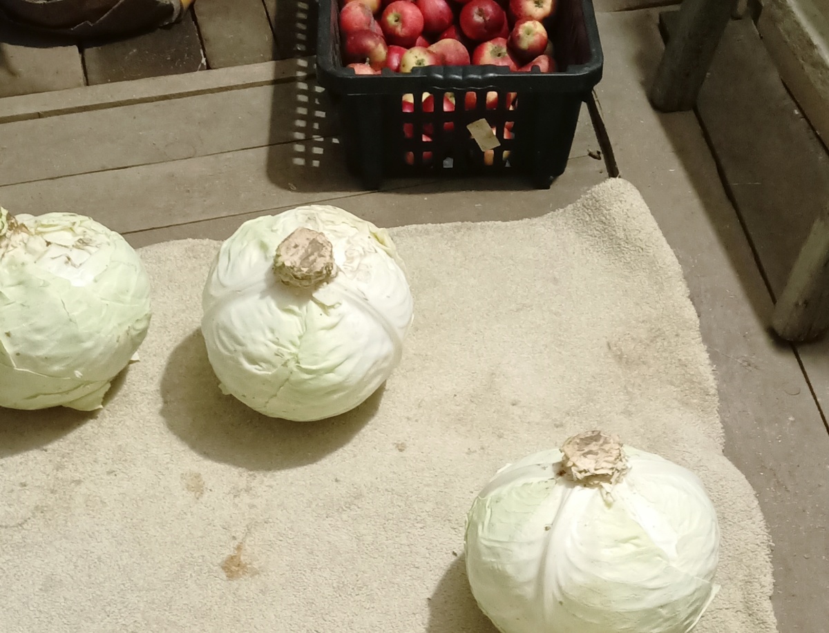 Вот такие вилкИ