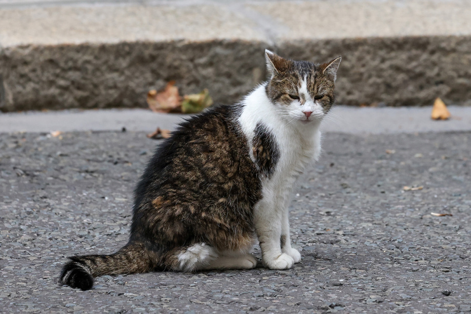    Dinendra Haria/Keystone Press Agency/Global Look Press