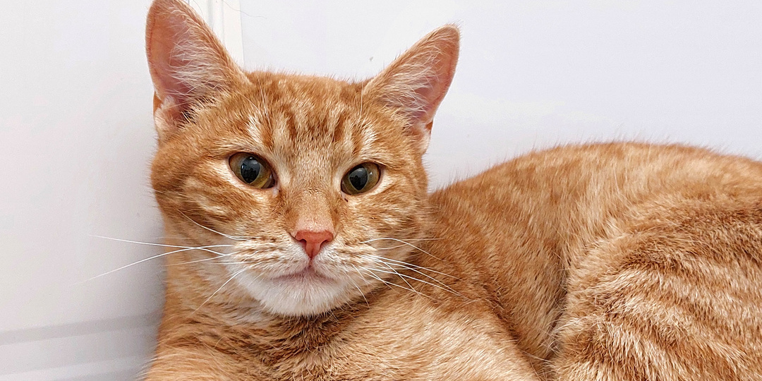 Кошка МОРКОВКА ищет дом🏡