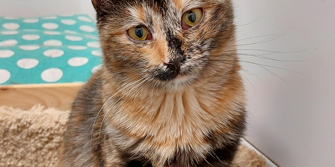 Кошка ЦАЦА ищет дом🏡