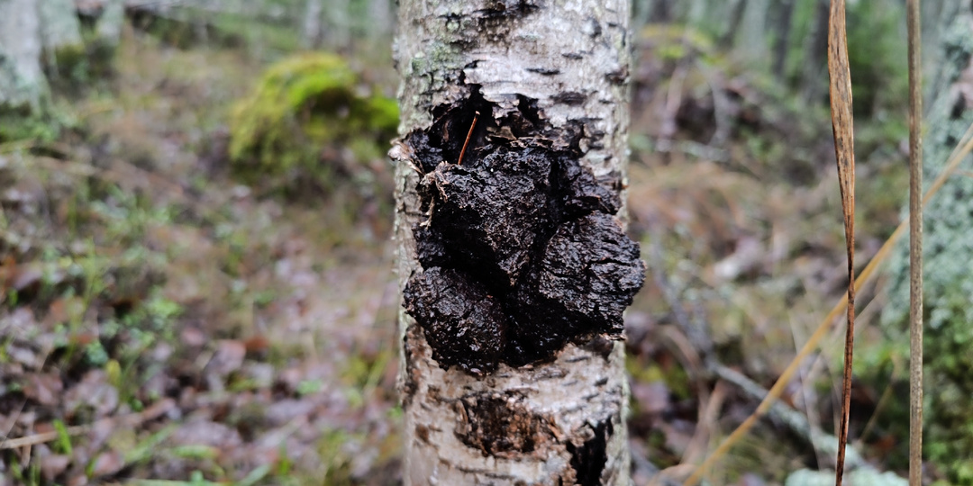 Как правильно заваривать чагу, чтобы не убить всю пользу? Главная ошибка, которую совершают 9 из 10 человек