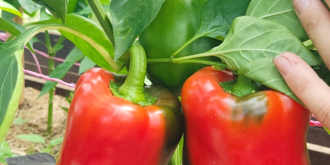 Перец «Ред барон F1»