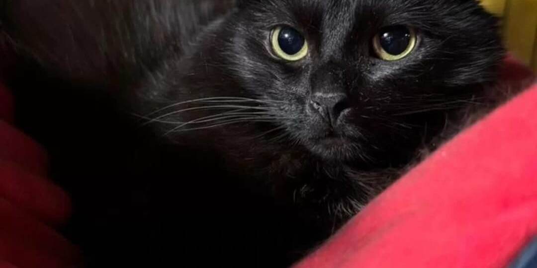 Кошка ТУЧКА ищет дом🏡