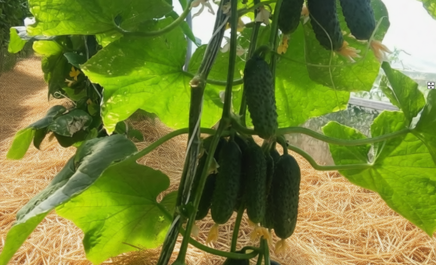 Огурцы собирали мешками, а секрет всего лишь в новом сорте