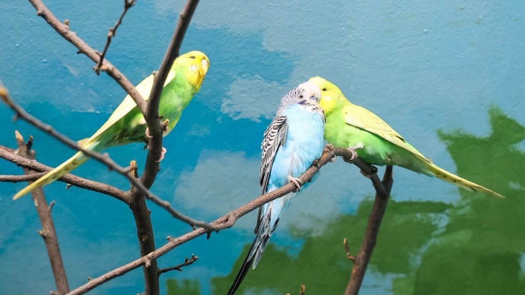    Фото: Екатеринбургский зоопарк