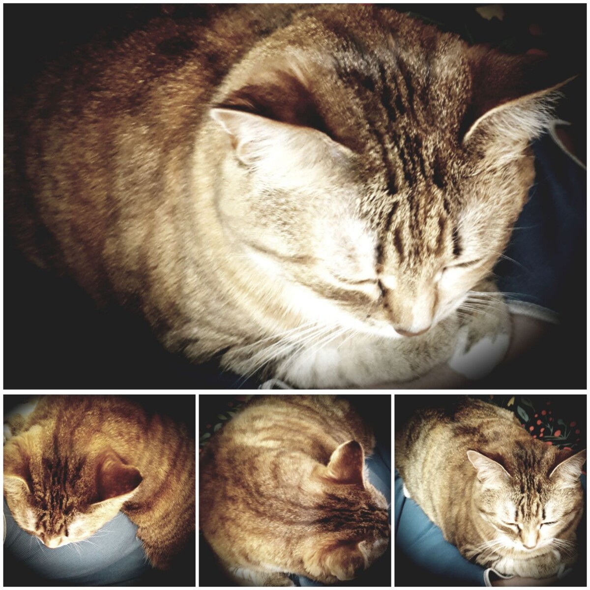 Коллаж автора 09.12.2025г.