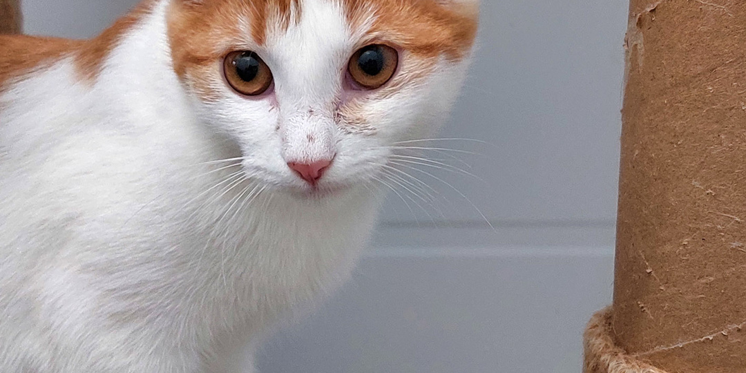 Кошка МАРИШКА ищет дом🏡