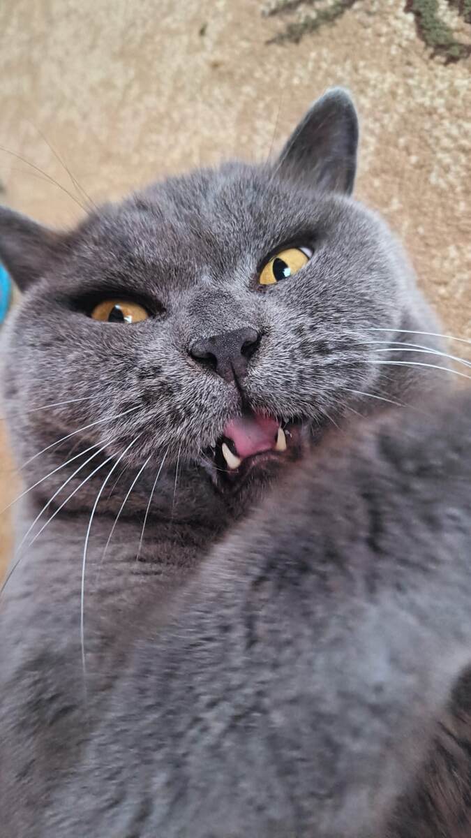 Это наш британец. Кличка Маус.