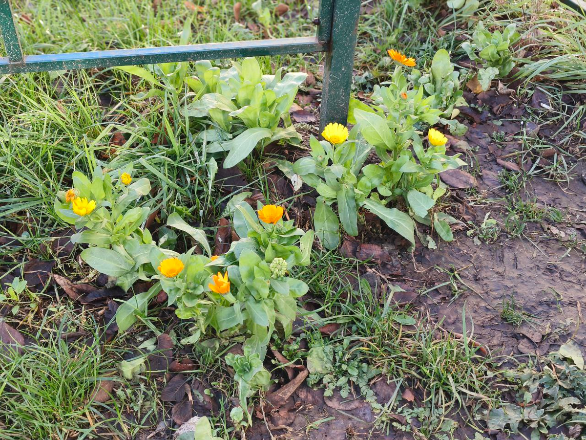 Во дворе всё ещё цветут цветы, несмотря на декабрь.