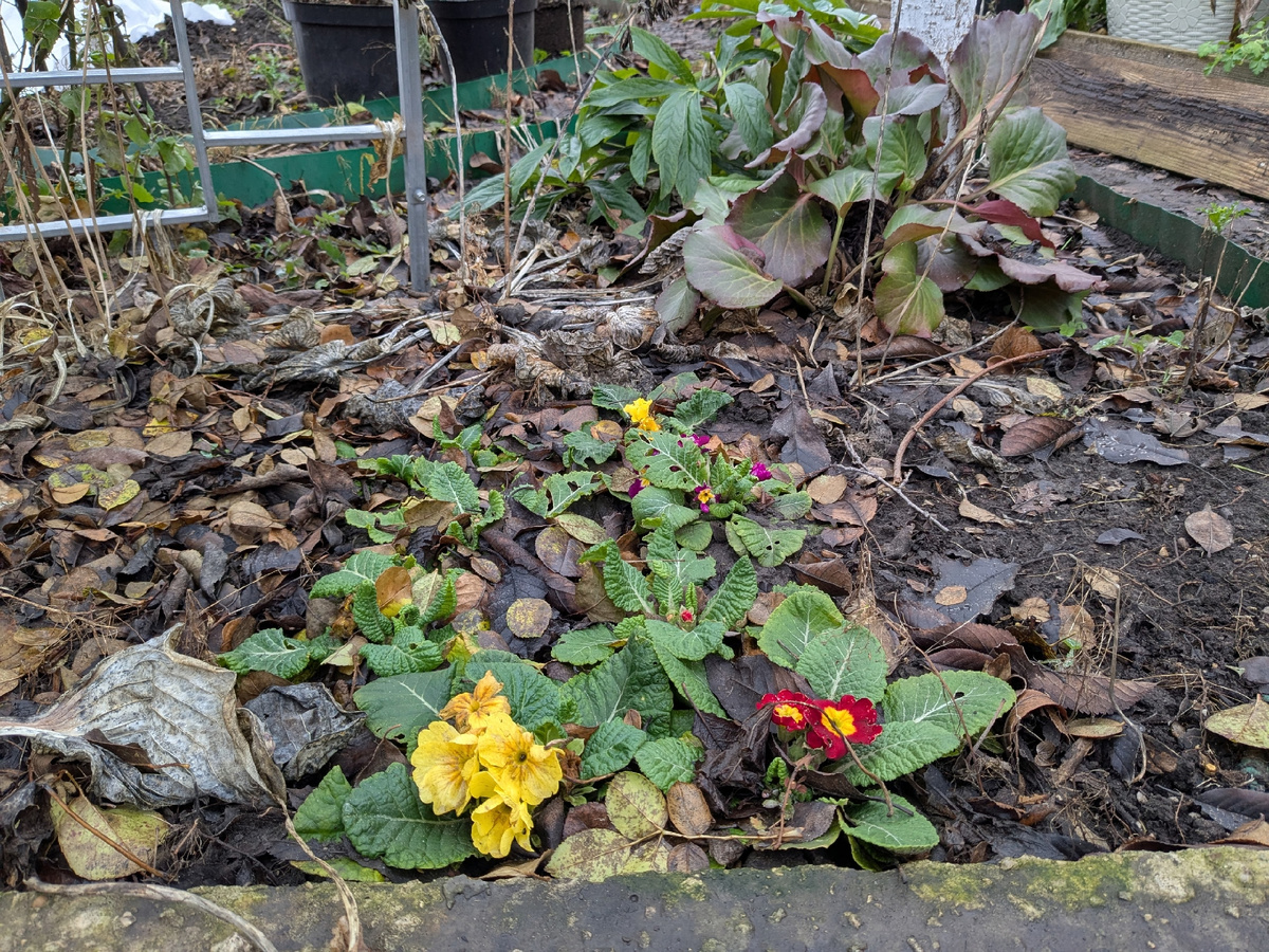 8 декабря - примулы цветут