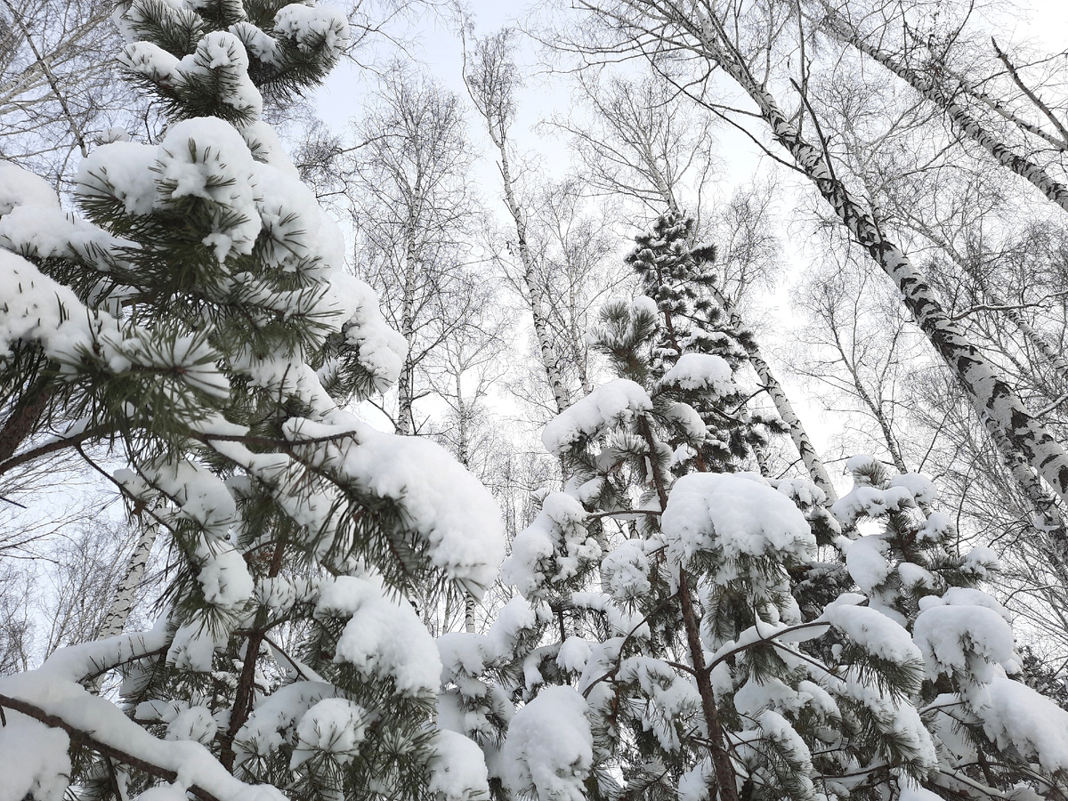 Фото автора 08.12.2025, Средний Урал