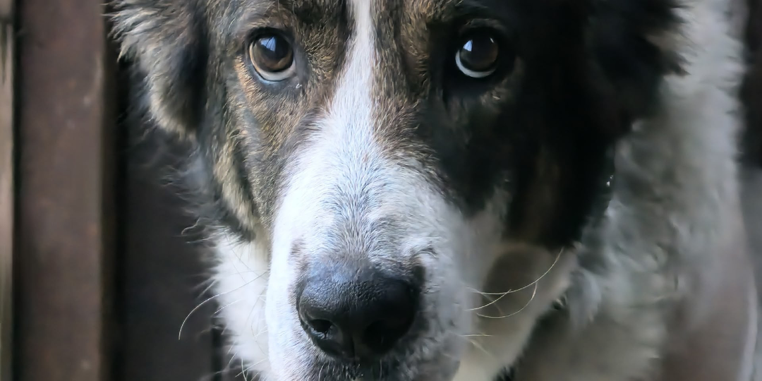 Разъярённая толпа хочет их убить!