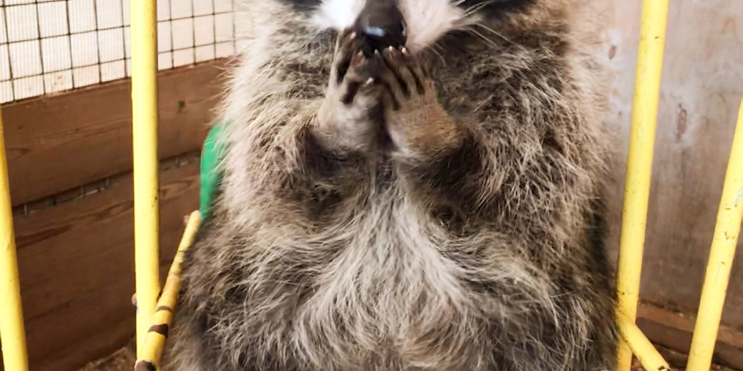 Мифы о енотах 🙈