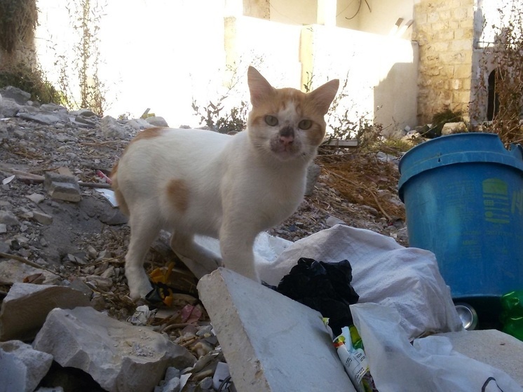     Кот. Фото: Николай Курилов / МК-Урал