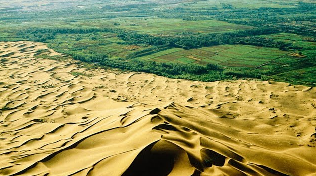 Пустыня против леса