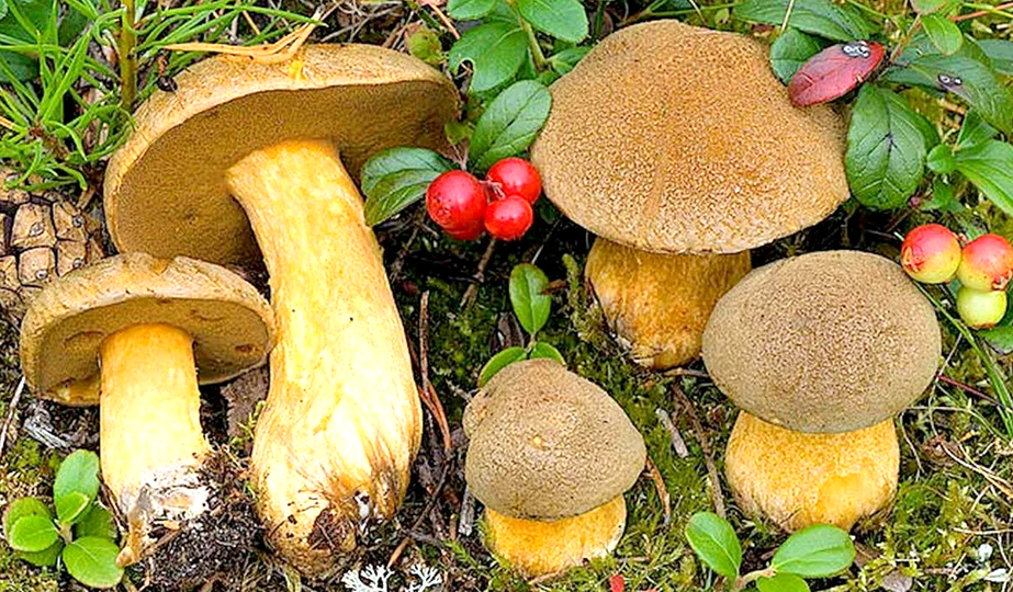 Моховик желто-бурый