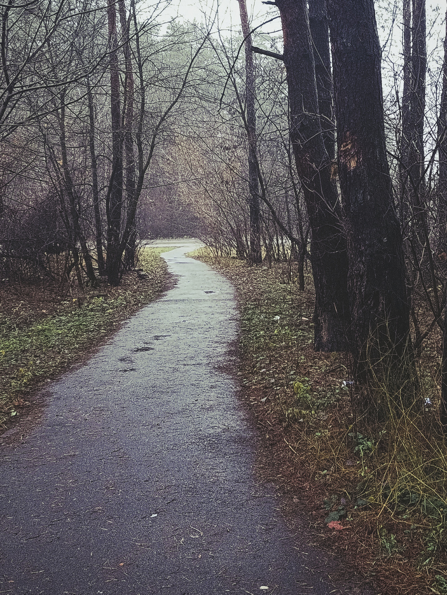 Тропинка через лес от нашего дома к цивилизации 