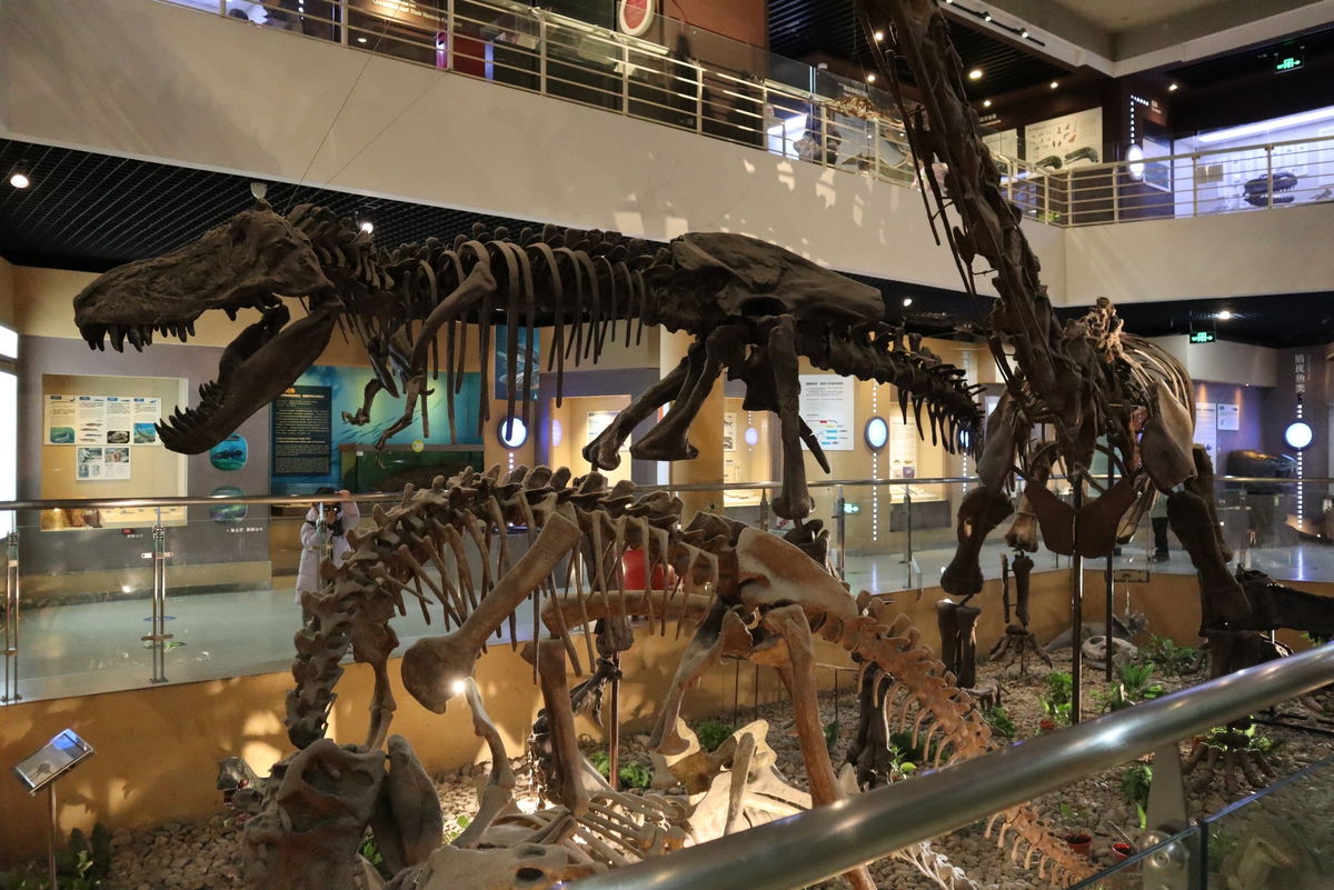 Динозавры Палеозоологический музей Китая. Фото автора