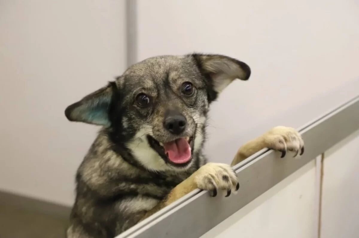    В 3 млн рублей обойдется Волжскому отлов, лечение и эвтаназия бродячих псов