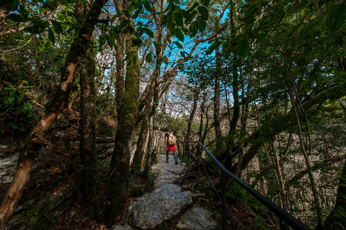 Главное богатство парка - самшитовый лес. Источник фото: shutterstock.com