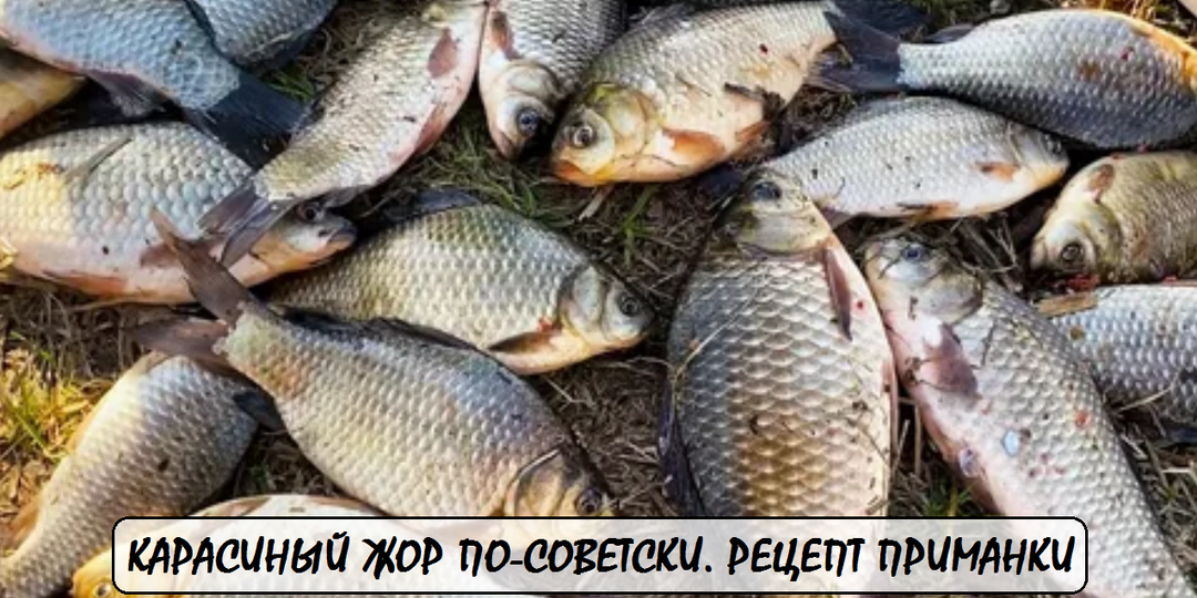 Карасиный жор по-советски: Простой рецепт приманки, за которую рыба готова продать душу. Ингредиенты есть на любой кухне.