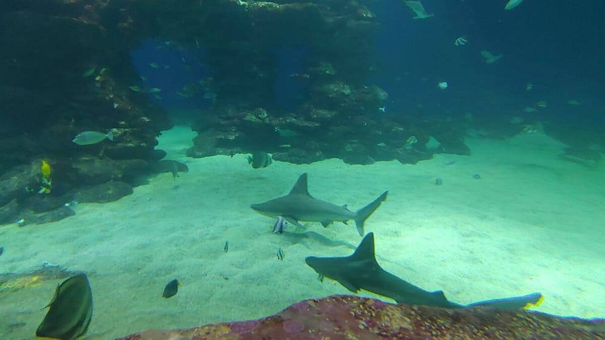    Фото: телеканал «Краснодар»