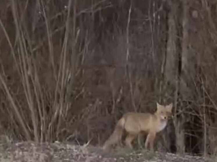     Фото: телеграм-канал "Тула Жесть"