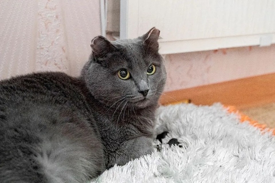    Удивительная история уличного кота с бионическими лапками. Фото: Алевтина Блинова