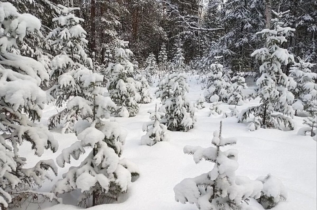    Свердловчанам рассказали, как заготовить живую новогоднюю ёлку