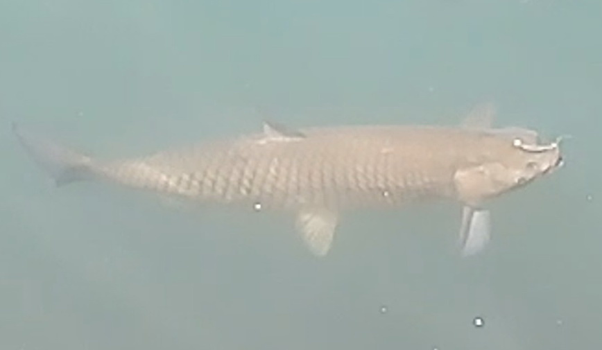 Удивительная рыбалка: кого мне удалось поймать в небольшом деревенском пруду