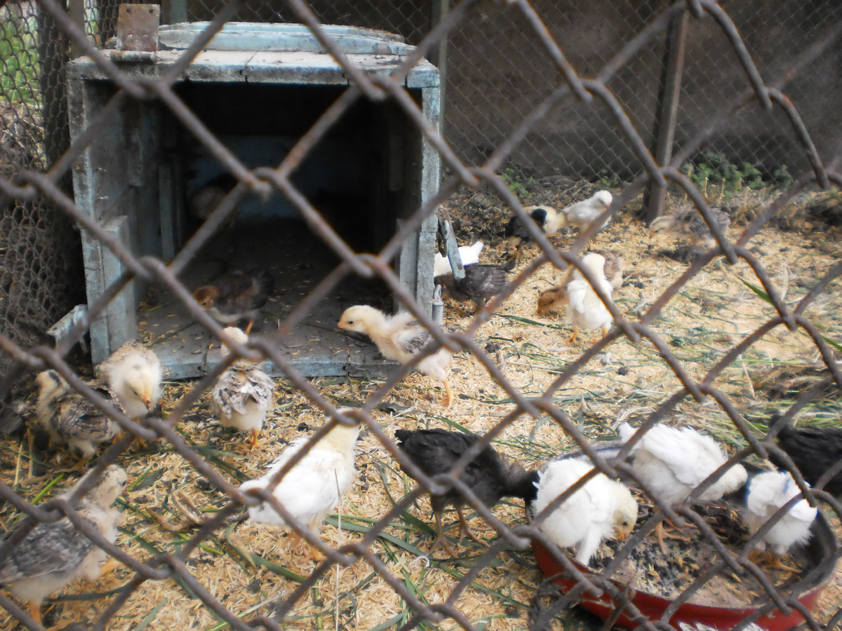 молодые несушки