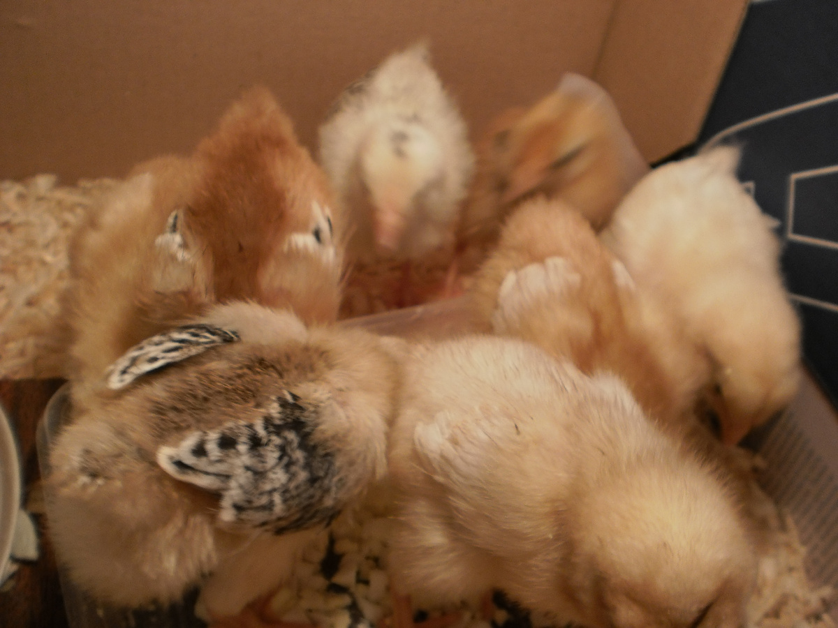 маленькие пушистики после инкубатора 