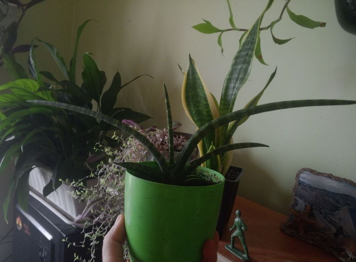 Sansevieria cylindrica