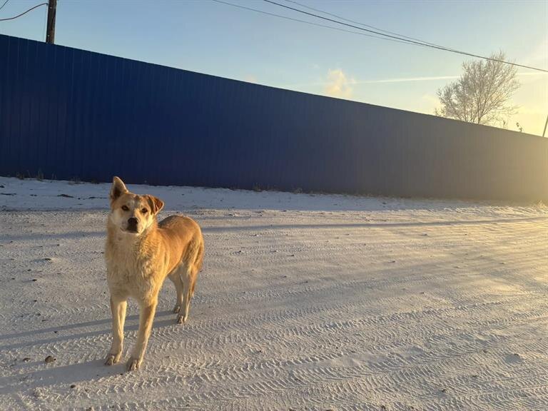     В Красноярске стали отлавливать больше бродячих собак