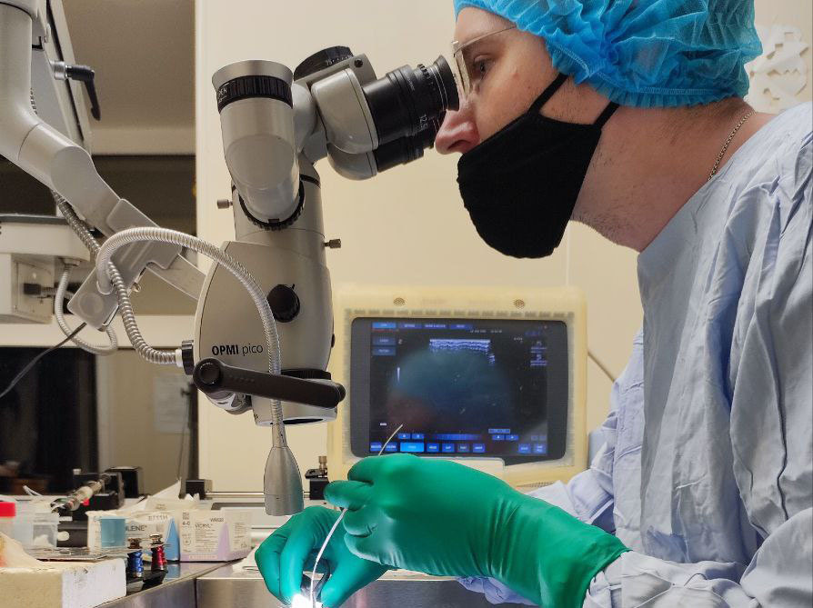 Препарирование сердца после моделирования ишемии-реперфузии для оценки размера инфаркта. Источник: Михаил Галагудза