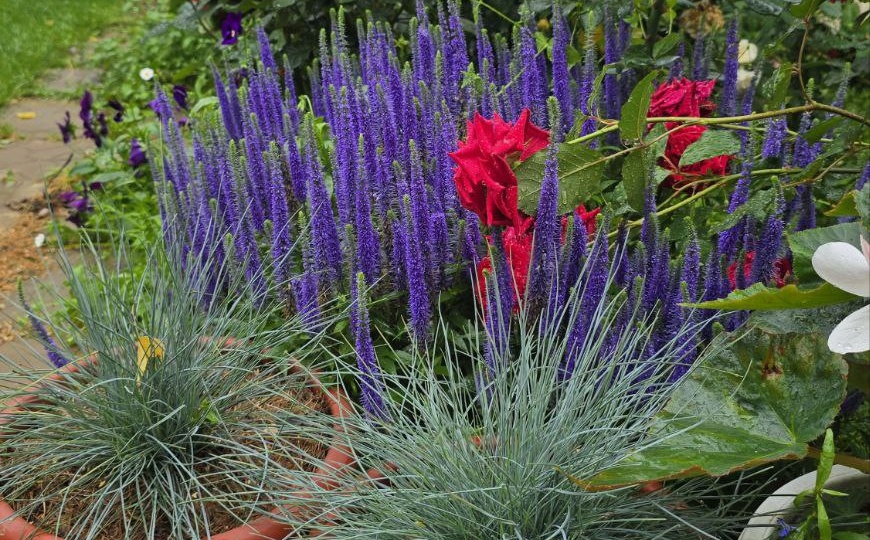 Хотите цветы в июне, а не в сентябре? Тогда посейте эти растения в декабре