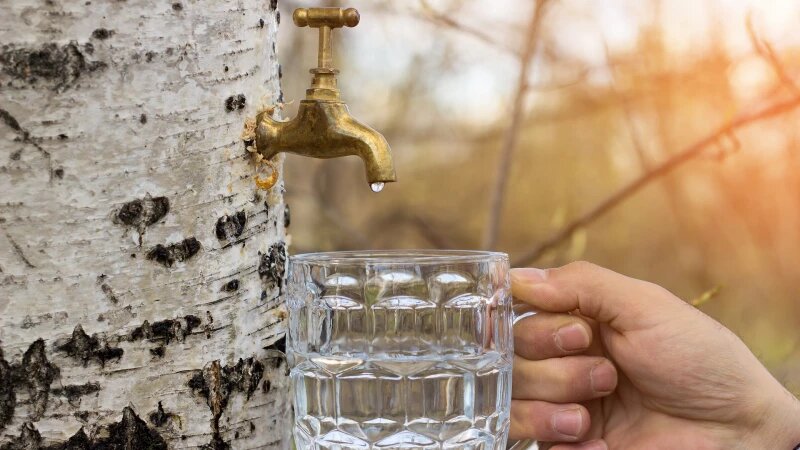     Береза, березовый сок. СС0