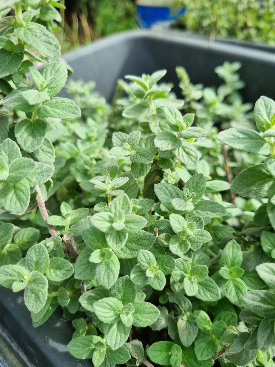 Мята Белый Шоколад Нины