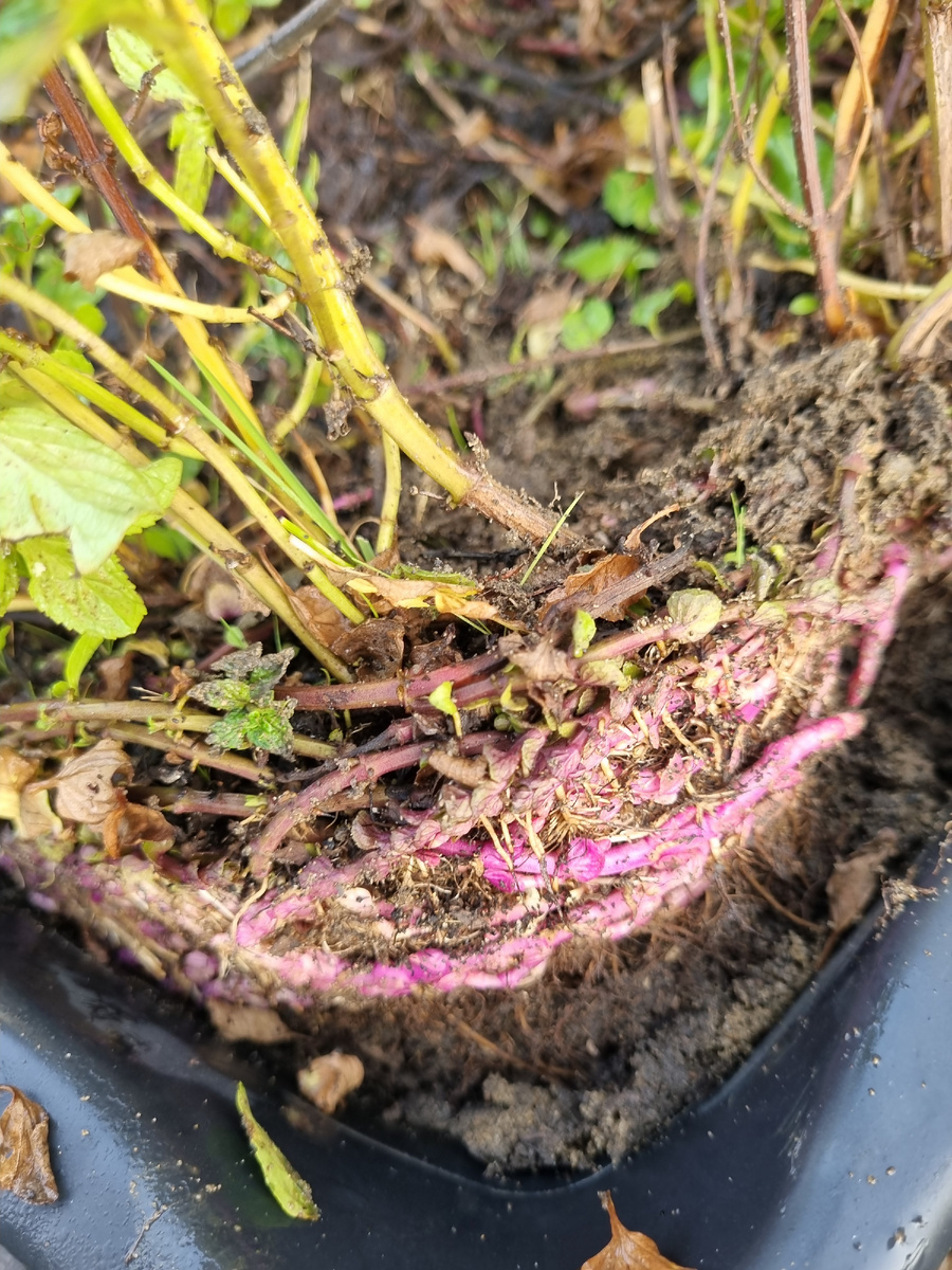 Вот так эта красотка наращивает корневую