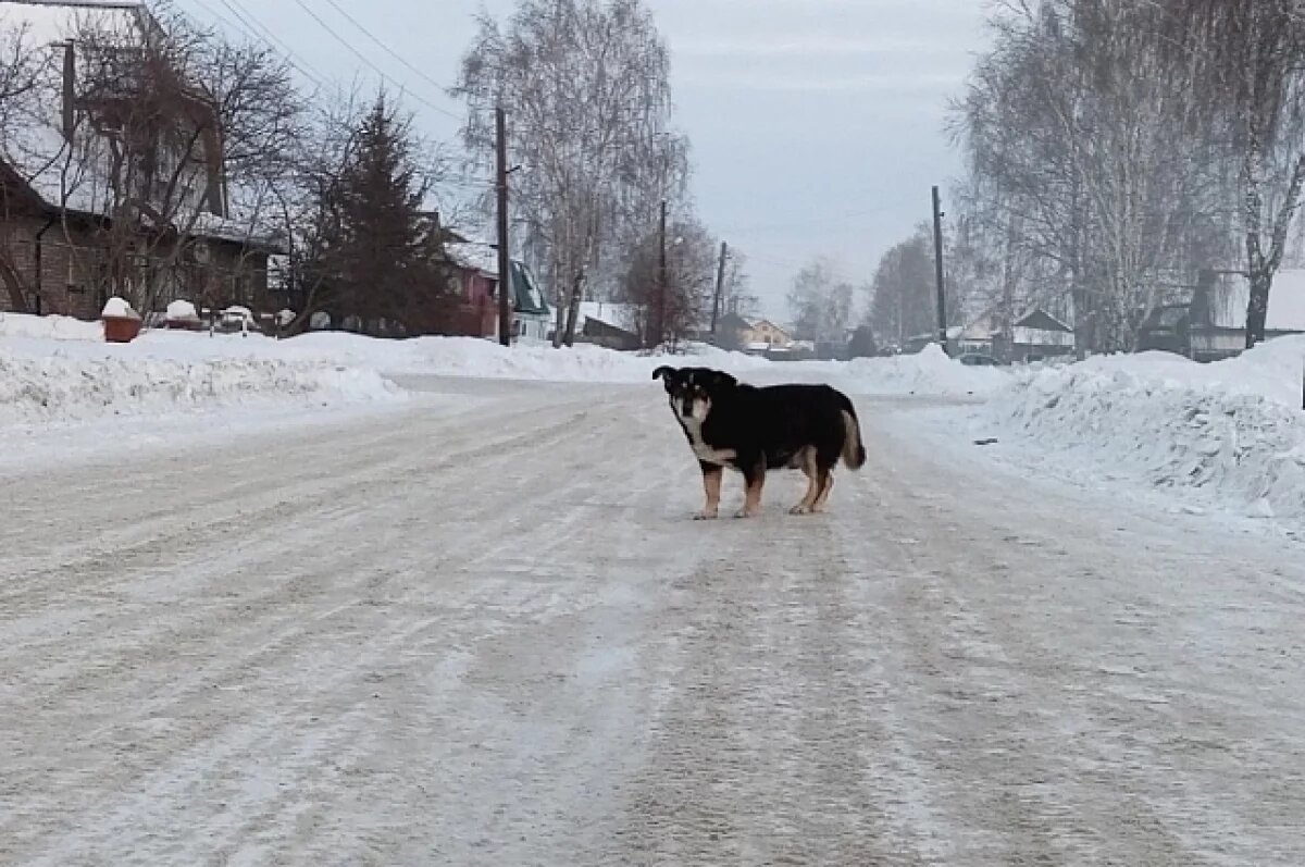    В Красноярске отловили 1169 бездомных собак